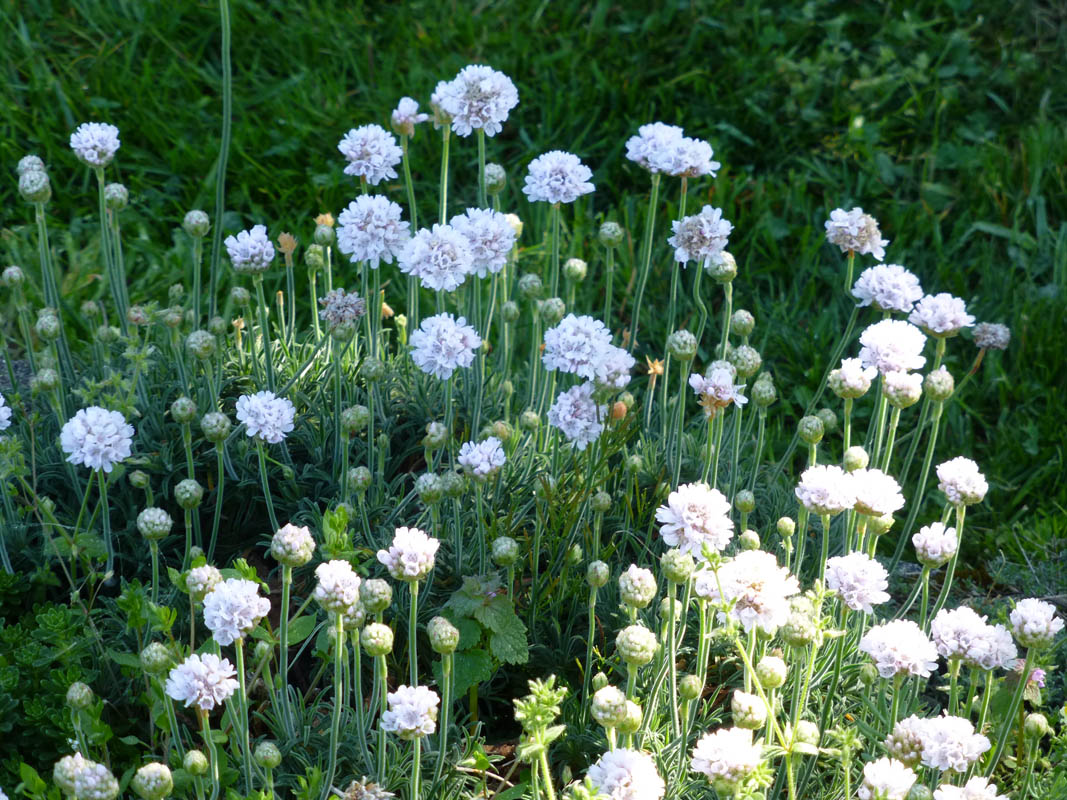 Armeria pubigera 6